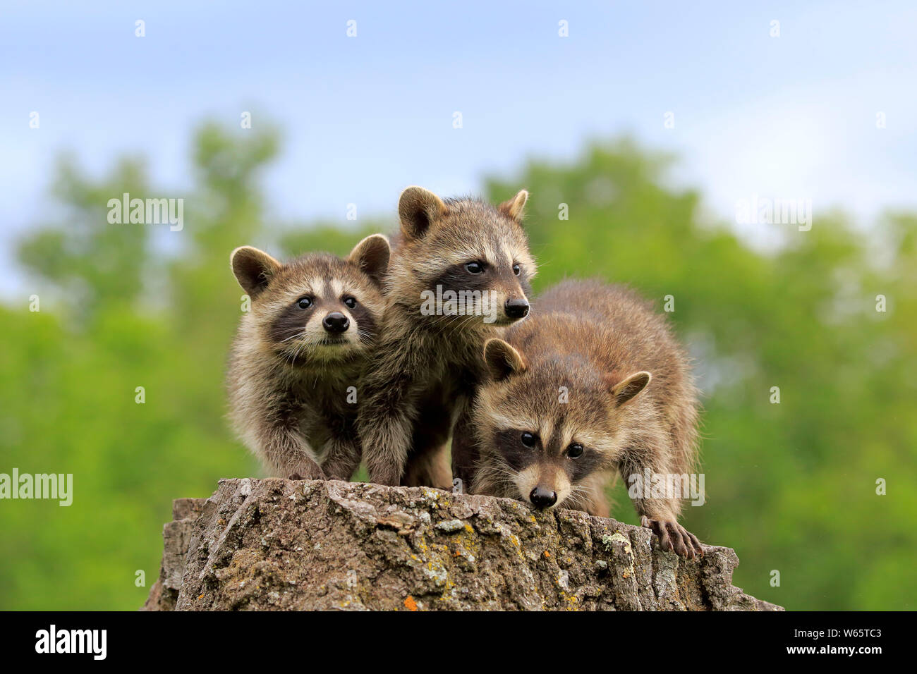 Mapache Norteamericano, común mapache, Cubs, Pine County, Minnesota, EE.UU., América del Norte, (Procyon lotor) Foto de stock
