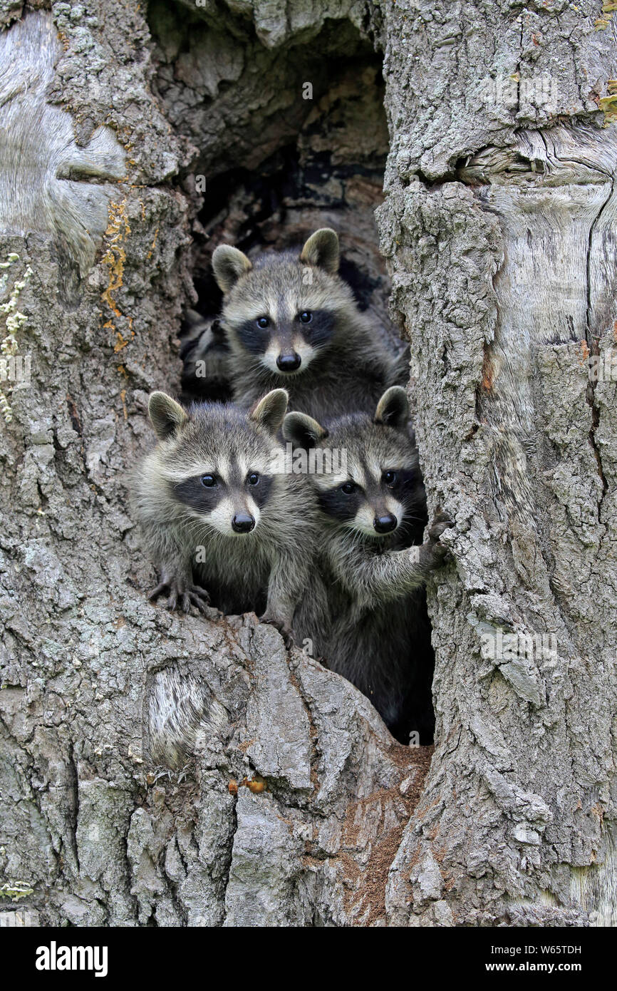Mapache Norteamericano, común mapache, Cubs, Pine County, Minnesota, EE.UU., América del Norte, (Procyon lotor) Foto de stock