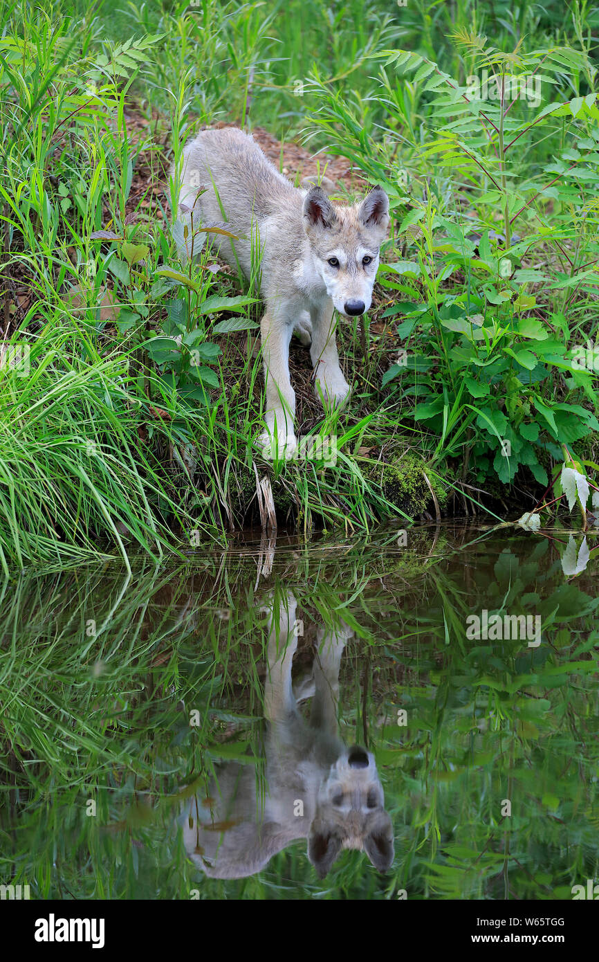 Lobo gris, jóvenes, Pine County, Minnesota, EE.UU., América del Norte, (Canis lupus) Foto de stock