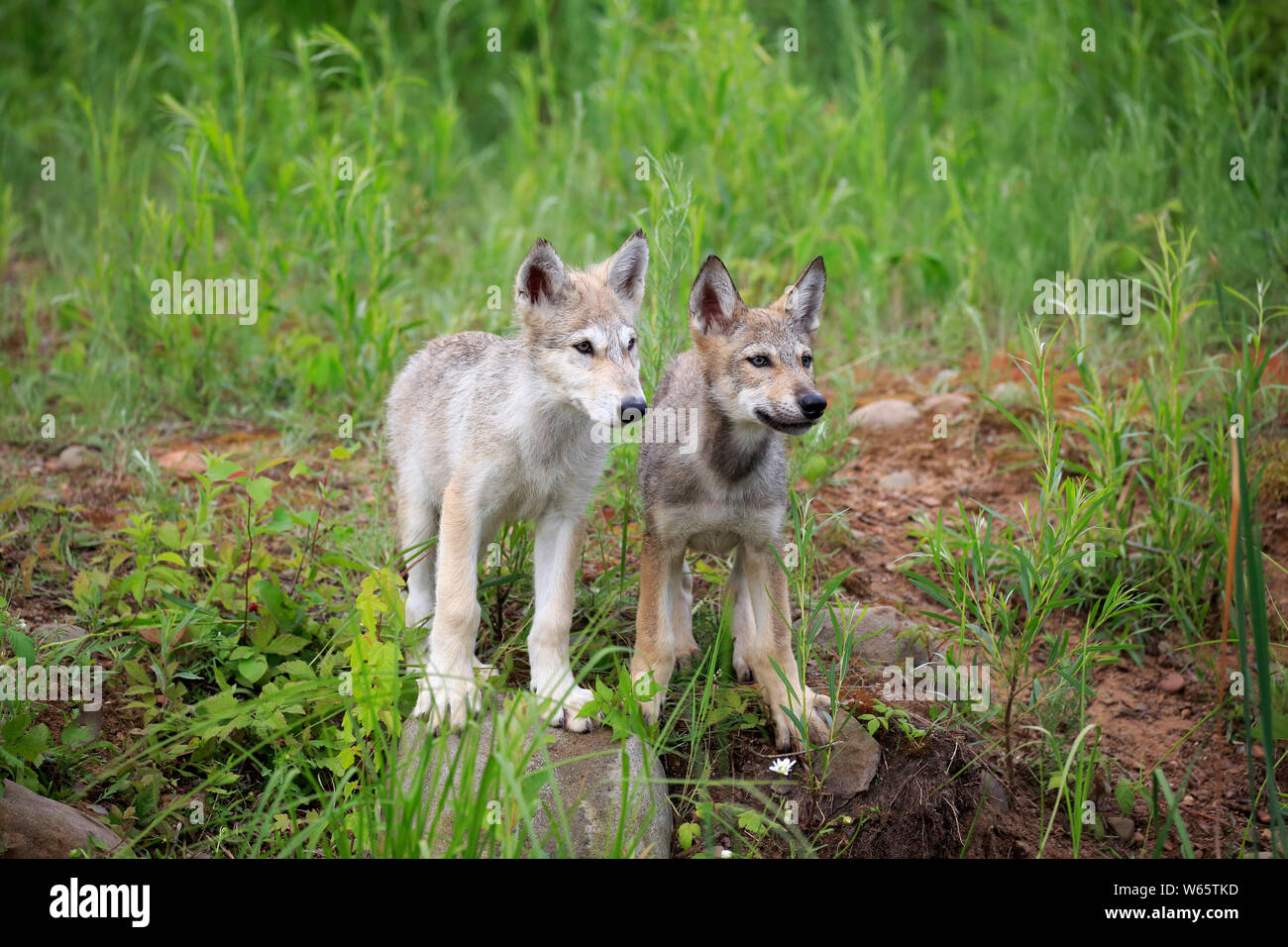 Lobo gris, youngs, Cubs, Pine County, Minnesota, EE.UU., América del Norte, (Canis lupus) Foto de stock
