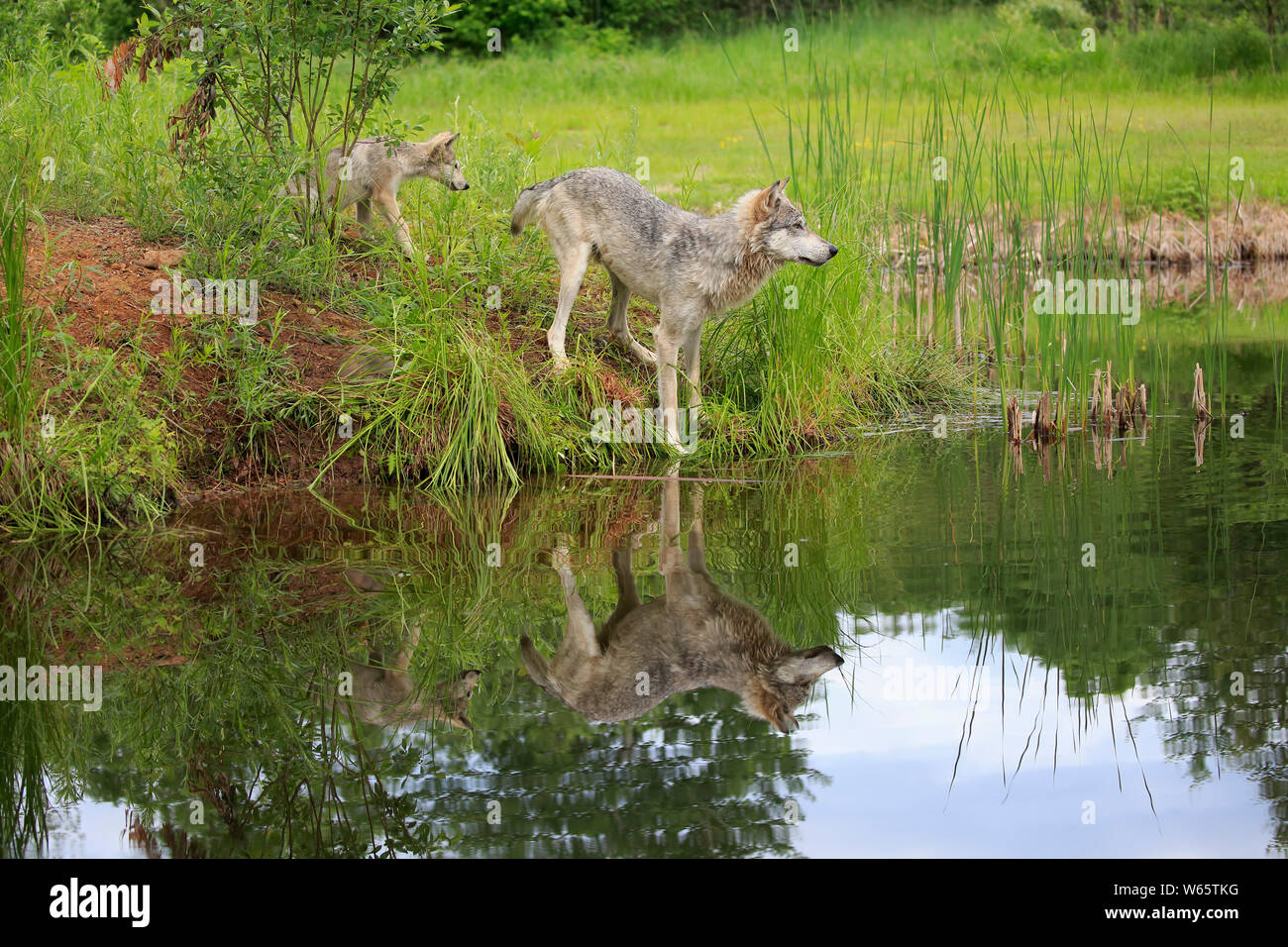 Lobo gris con cub, Pine County, Minnesota, EE.UU., América del Norte, (Canis lupus) Foto de stock