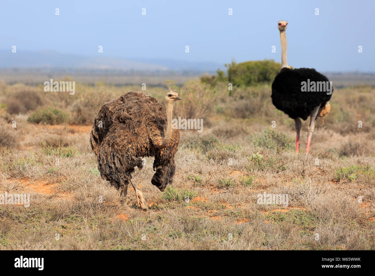 Animales de la sabana africana fotografías e imágenes de alta resolución -  Alamy