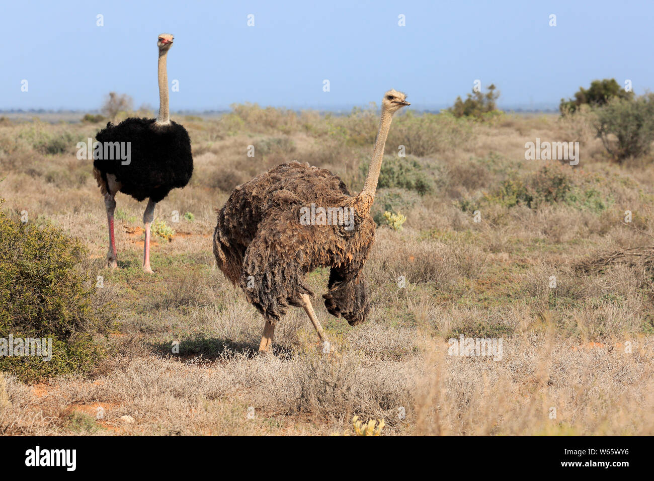 Avestruz Sudafricano, adulto par de noviazgo, Oudtshoorn, Western Cape, Sudáfrica, África (Struthio camelus australis). Foto de stock