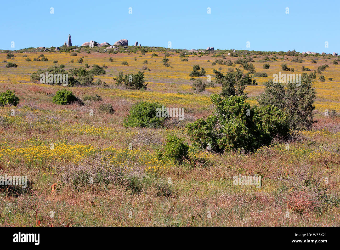 Parque Nacional de la costa oeste, Western Cape, Sudáfrica, África, florece en septiembre Foto de stock