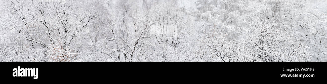 Invierno frío en la tarde del bosque cubierto de nieve Foto de stock