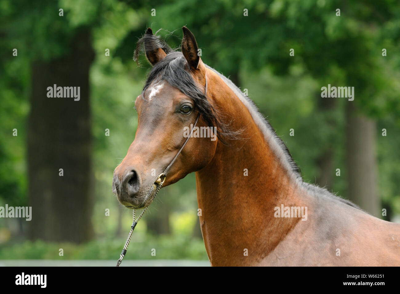 Brown Arabian Horse, stallion con showholster Foto de stock