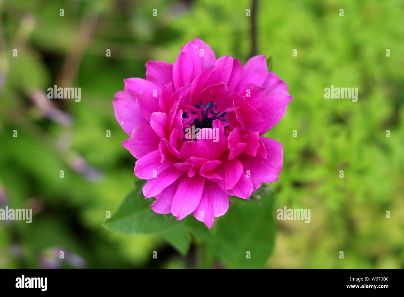 Planta perenne con anémona rosa oscuro Floración completamente abierto los  pétalos y el centro negro crecen en jardín urbano local en cálidos y  soleados días de primavera Fotografía de stock - Alamy