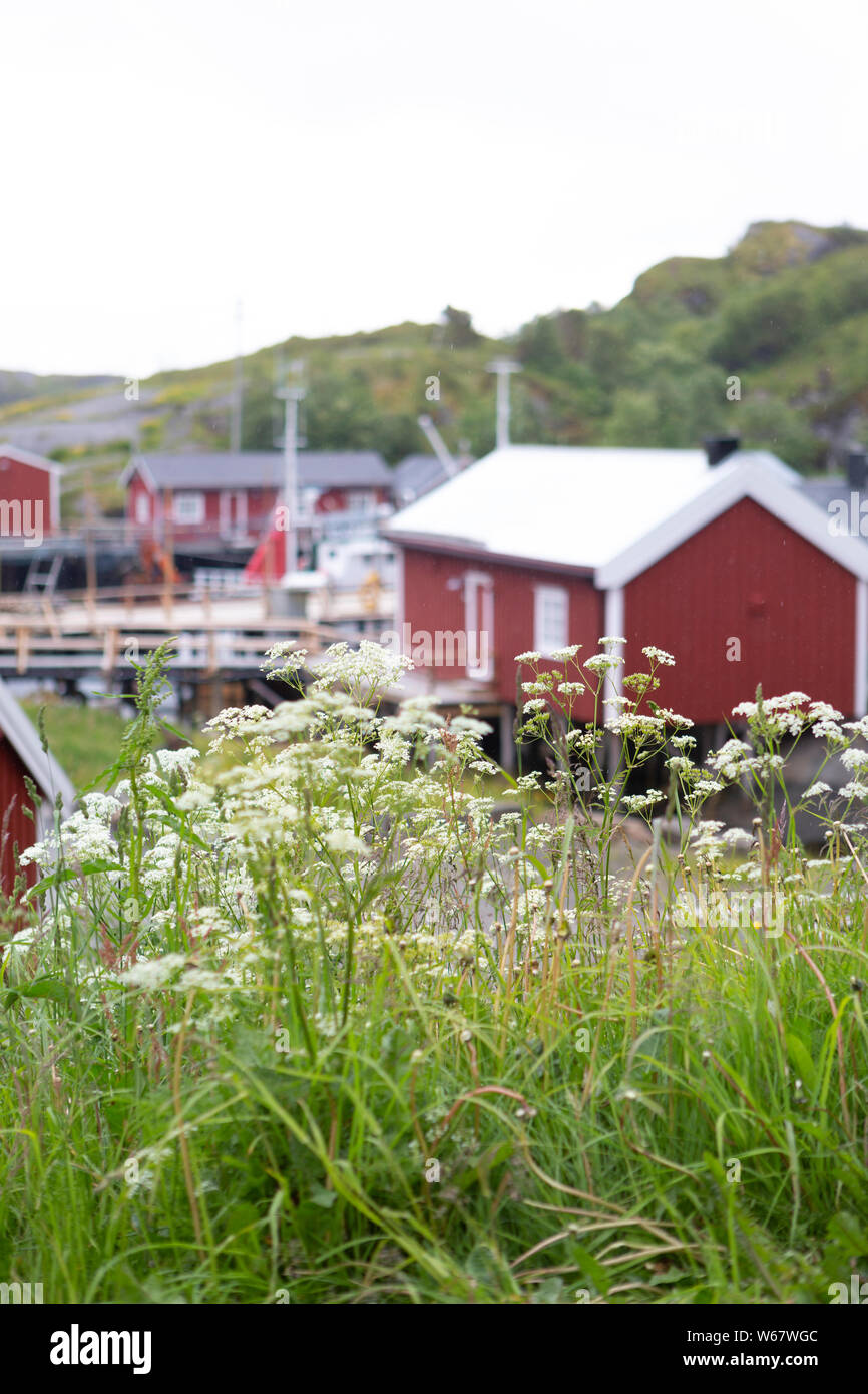 Meadow con gota maleza en frente de fishermans choza en la aldea de pesca Nusfjord, Islas Lofoten, Noruega. Centrarse en primer plano. Foto de stock