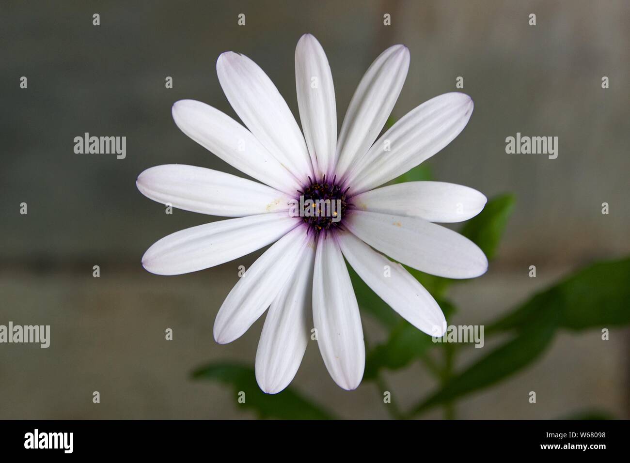 Acercamiento de una flor blanca flor Margarita plantada en una maceta. Vista de polen en los estambres y pétalos blancos. Fondo difuminado. Foto de stock