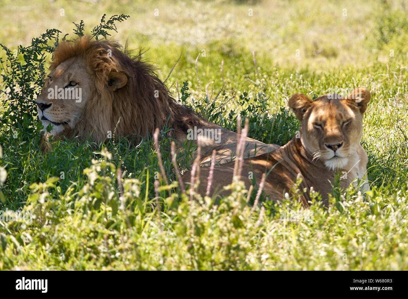 Un par de leones descansando en la sombra durante el calor del día. Foto de stock