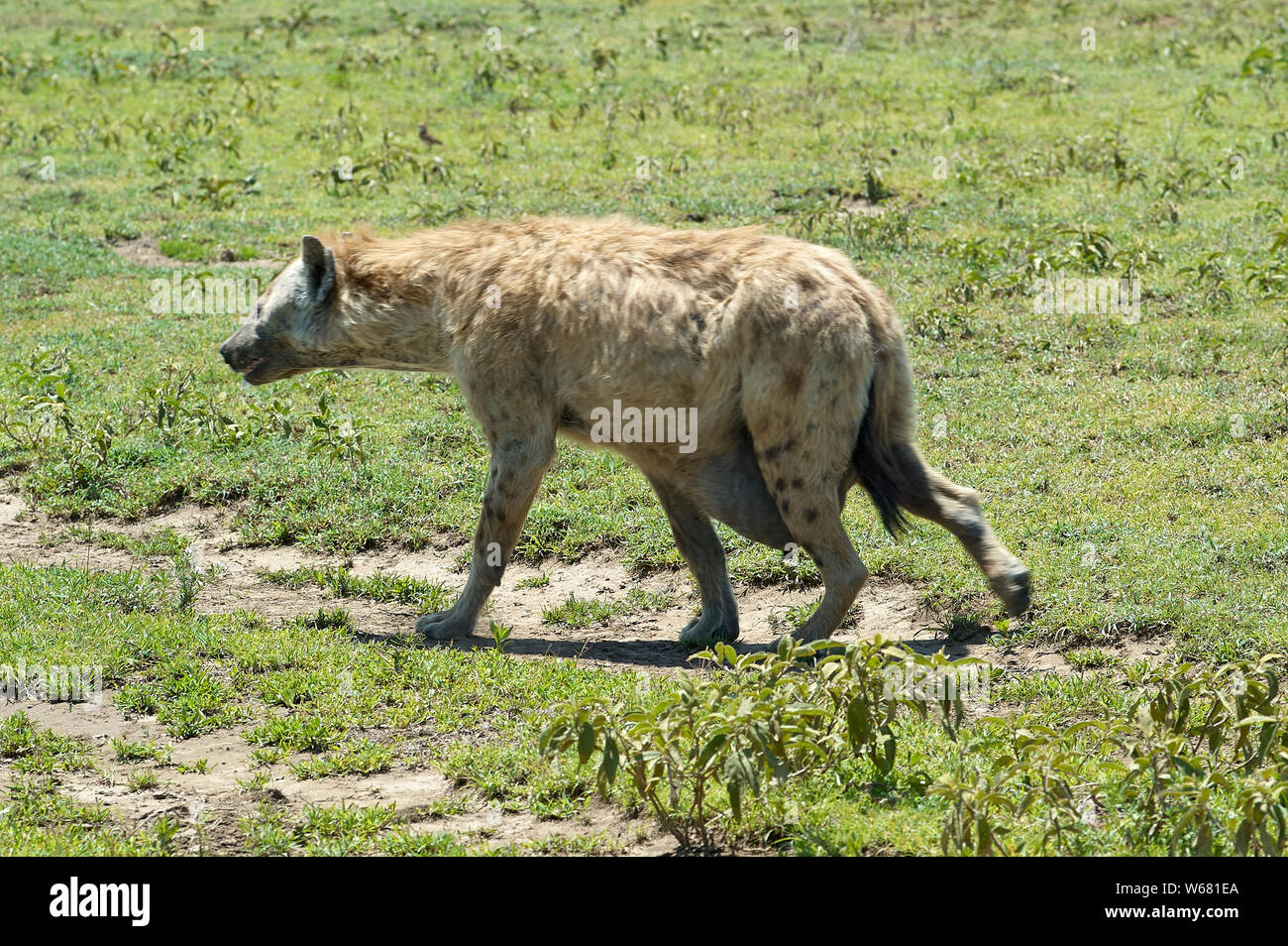 Hiena hembra con un tamaño excesivamente grande o ubre infectados celestial Foto de stock