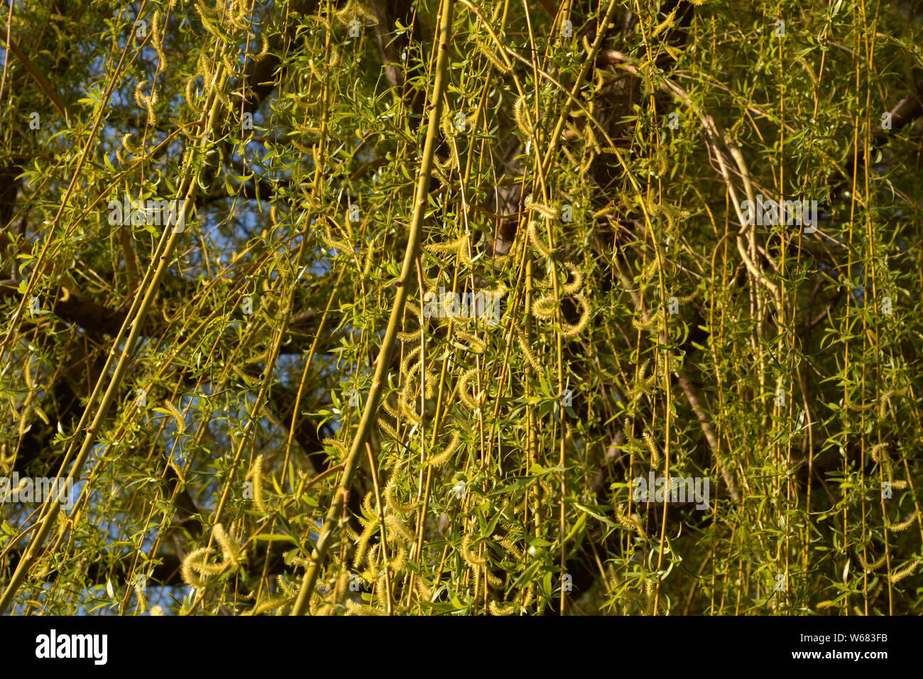 Ramas De Sauce Lloron Fotos e Imágenes de stock Alamy