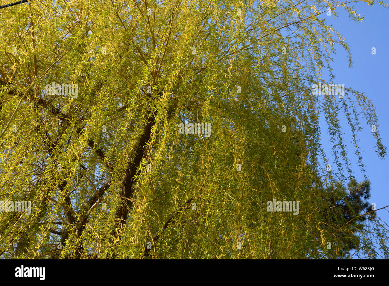 Gran sauce llorón árbol en flor en blue sky, Salix babylonica o sauce