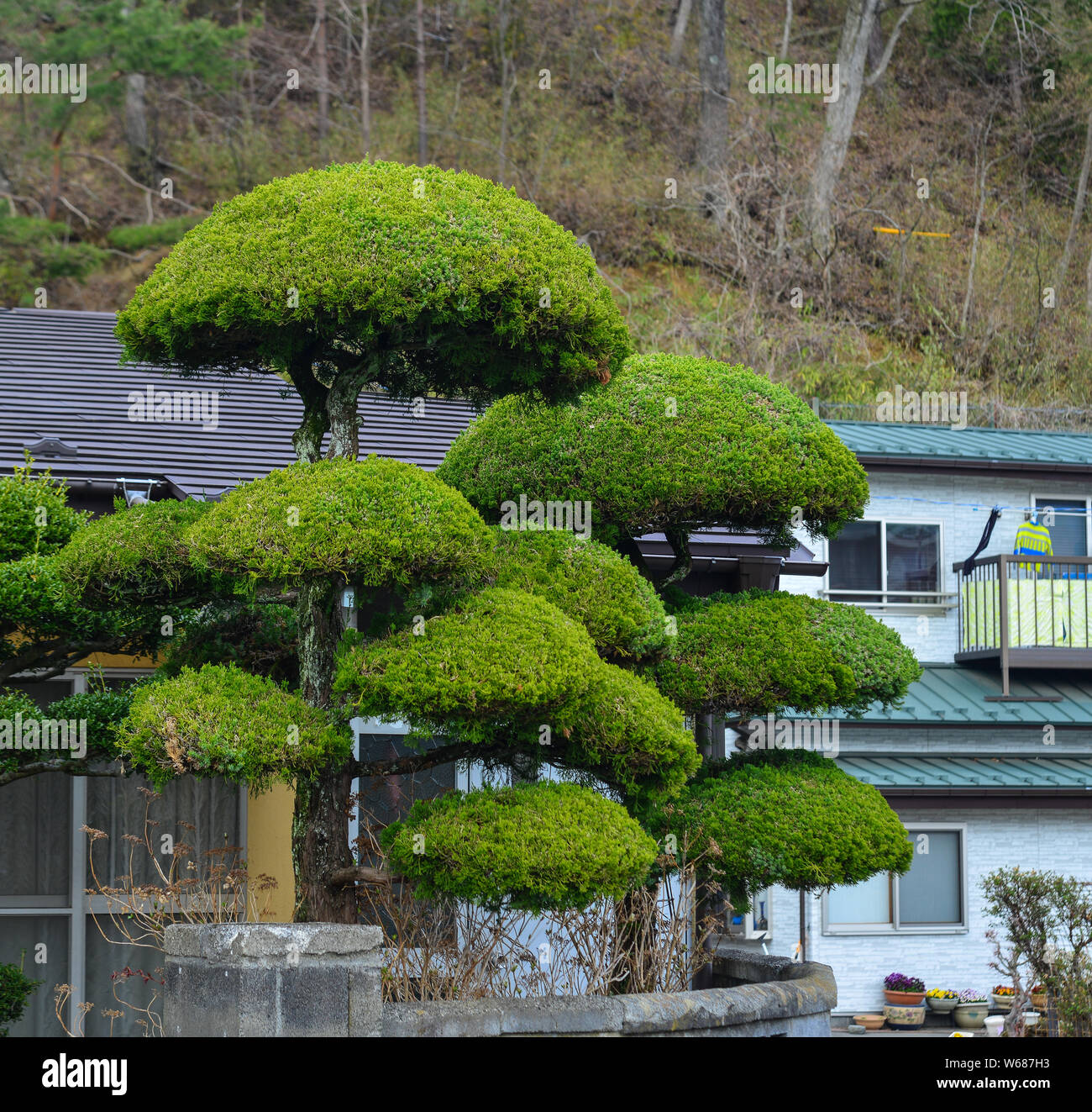 Plantas y árboles para la decoración de la casa rural en Kyoto, Japón  Fotografía de stock - Alamy