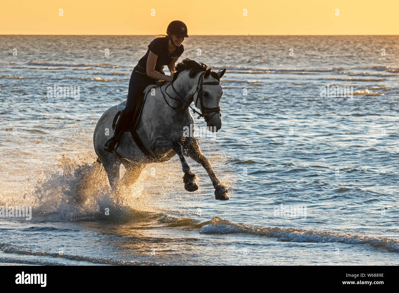 Amazona / Mujer jinete a caballo al galope a través de aguas poco profundas en la playa en la costa del Mar del Norte Foto de stock