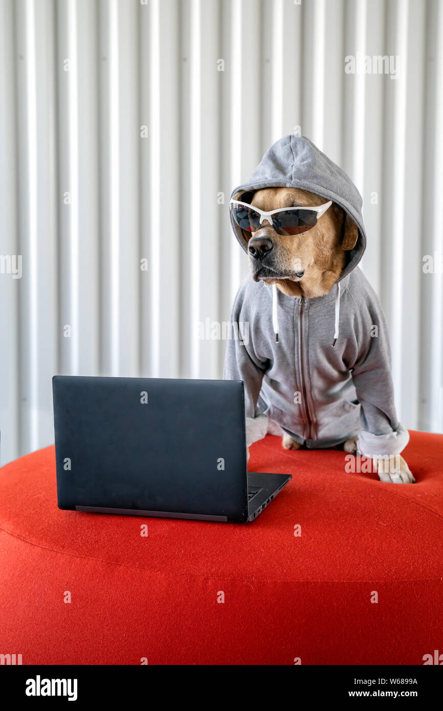 Perro como hacker junto al portátil con gafas de sol y una chaqueta con  capucha. Concepto de programador, hacker y seguridad cibernética Fotografía  de stock - Alamy
