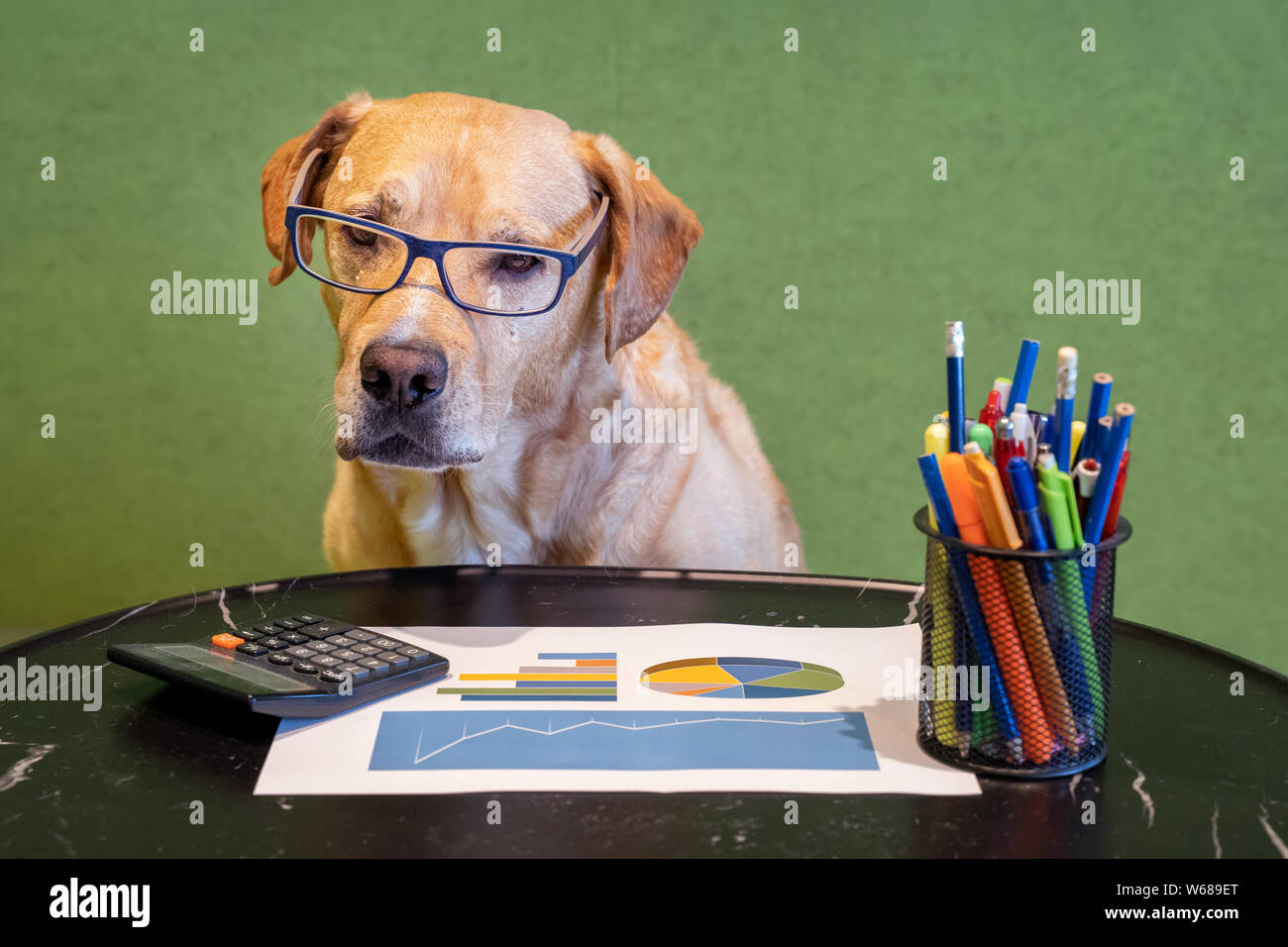 Perro como trabajar con el informe financiero, bolígrafos y calculater en mesa. Perro con gafas. Foto de stock