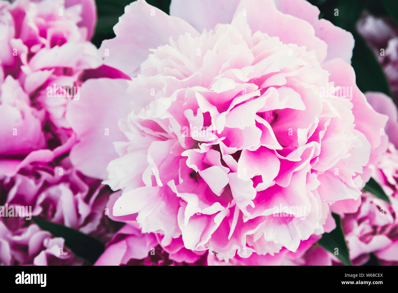 Hermosas flores, Las Peonías. Bouquet rosa peonía fondo. Peonía textura  Fotografía de stock - Alamy