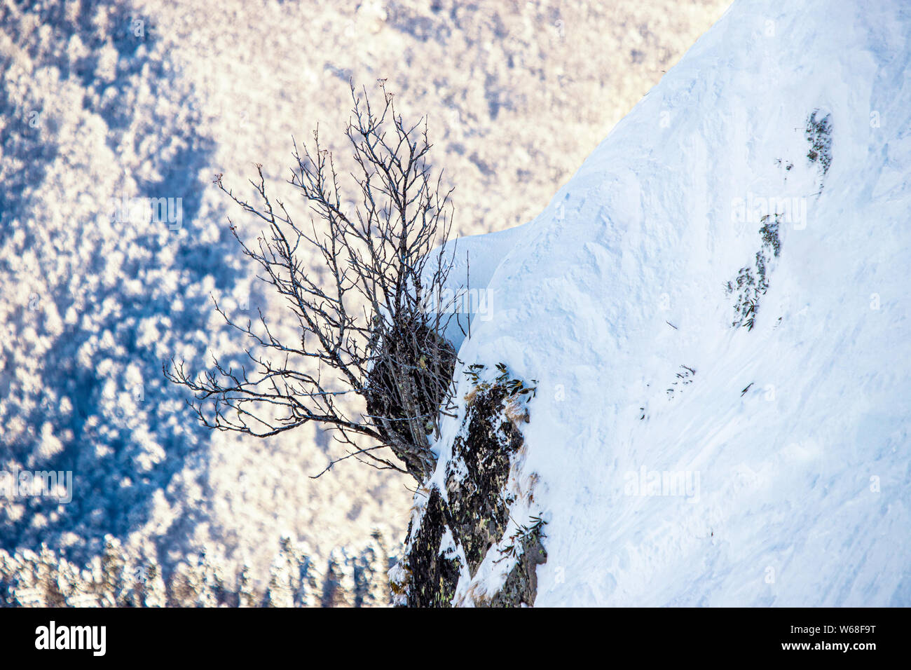 Etude de invierno con una rama y montañas nevadas. Foto de stock
