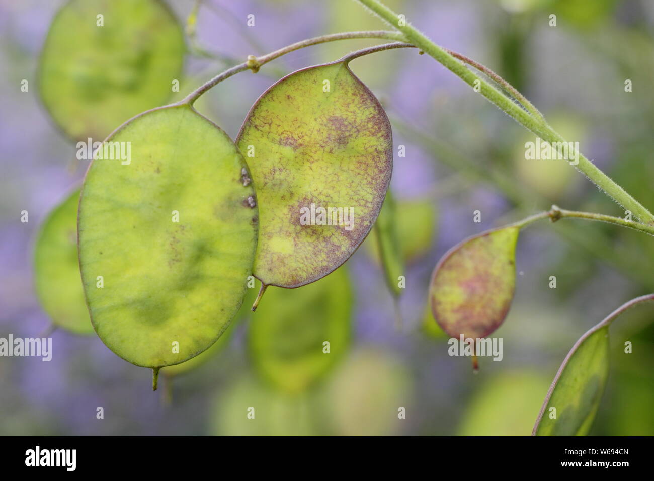 Lunaria annua. Semillas de honradez desarrollando en discos plateados en un jardín de verano frontera Foto de stock