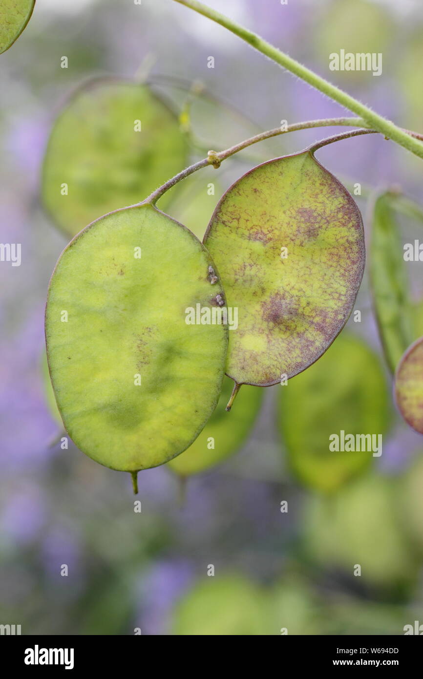 Lunaria annua. Semillas de honradez desarrollando en discos plateados en un jardín de verano frontera Foto de stock