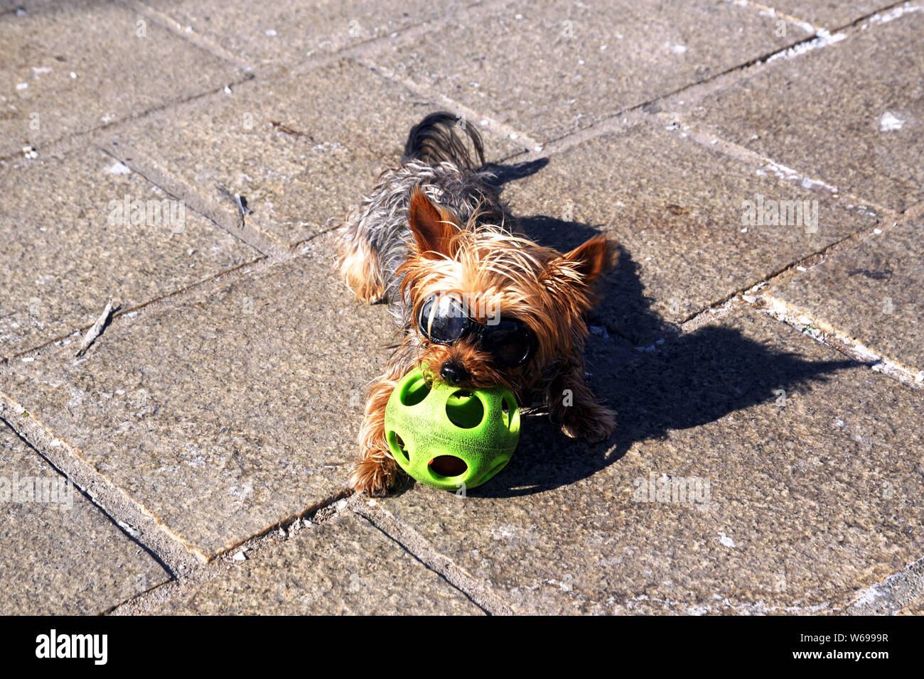 Un divertido perro mostrando en el viejo puerto de Marsella, Francia Foto de stock