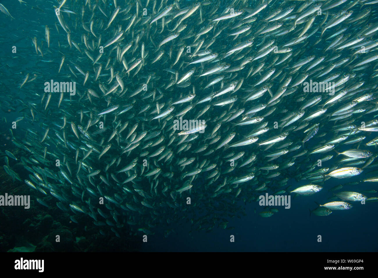 Concepto de imagen la sobrepesca, el agotamiento de las poblaciones de peces en los océanos Foto de stock