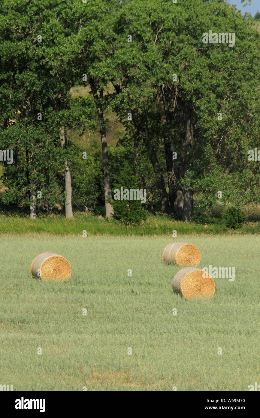 Ronda los fardos de heno en un campo con árbol verde en Kansas. Foto de stock