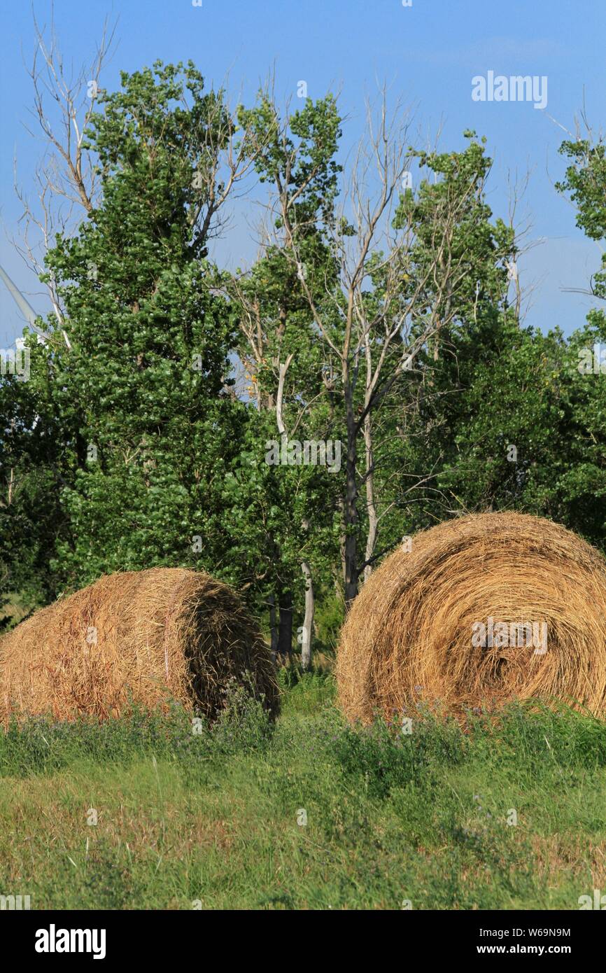 Ronda los fardos de heno en un campo con árbol verde en Kansas. Foto de stock
