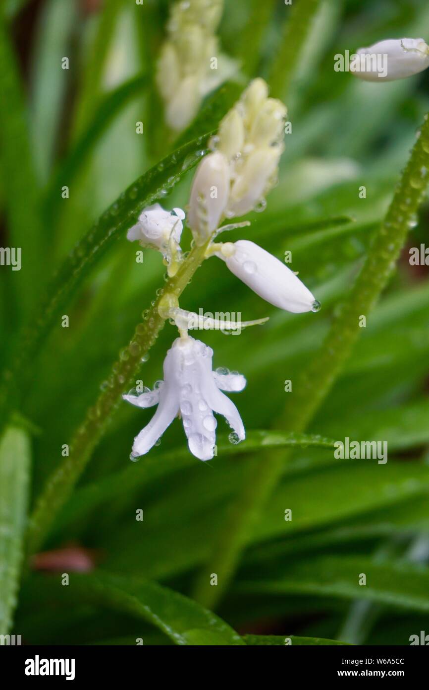Flores de nardo fotografías e imágenes de alta resolución - Página 2 - Alamy