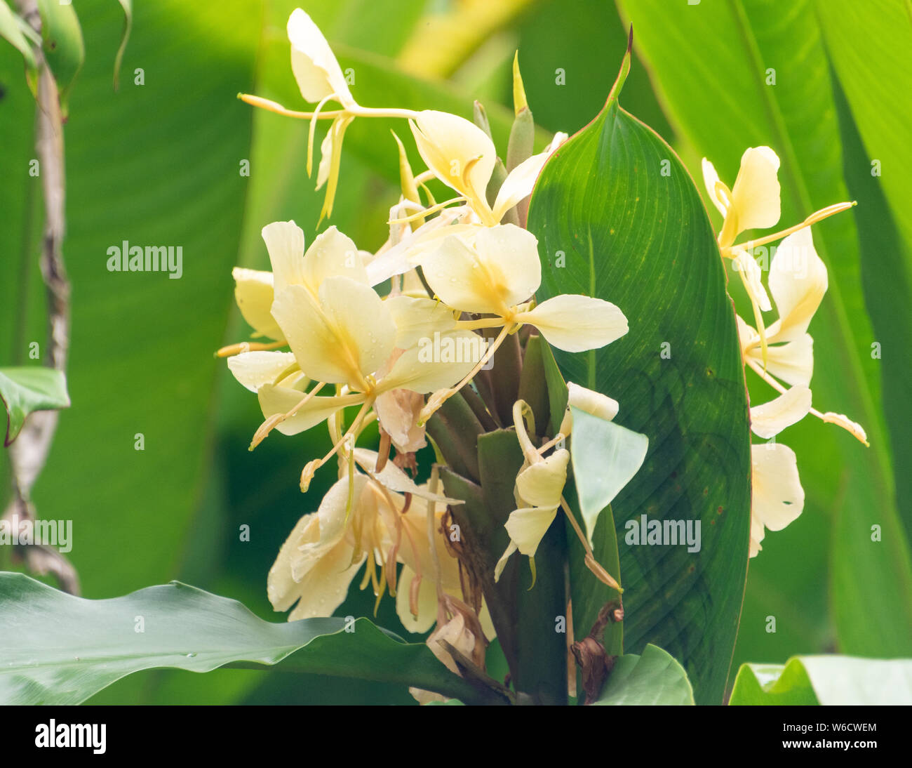 Hedychium flavescens ( Wild Ginger) Foto de stock