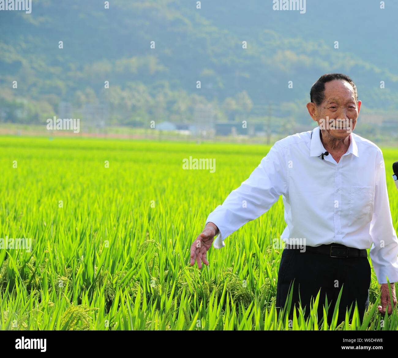 Y educador científico agrícola chino Yuan Longping, conocido por desarrollar las primeras variedades de arroz híbrido en los años 1970, es entrevistado por un jour Foto de stock