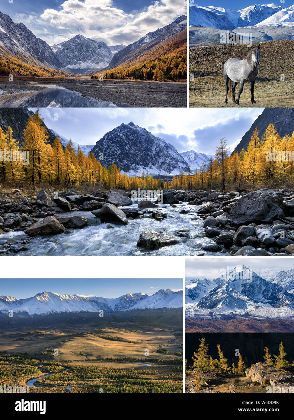 Collage de fotos con espacio para el texto. Paisaje otoñal con Aktru river y pico Karatash, Chuya river, Kurai estepas y montañas, caballos salvajes y Foto de stock