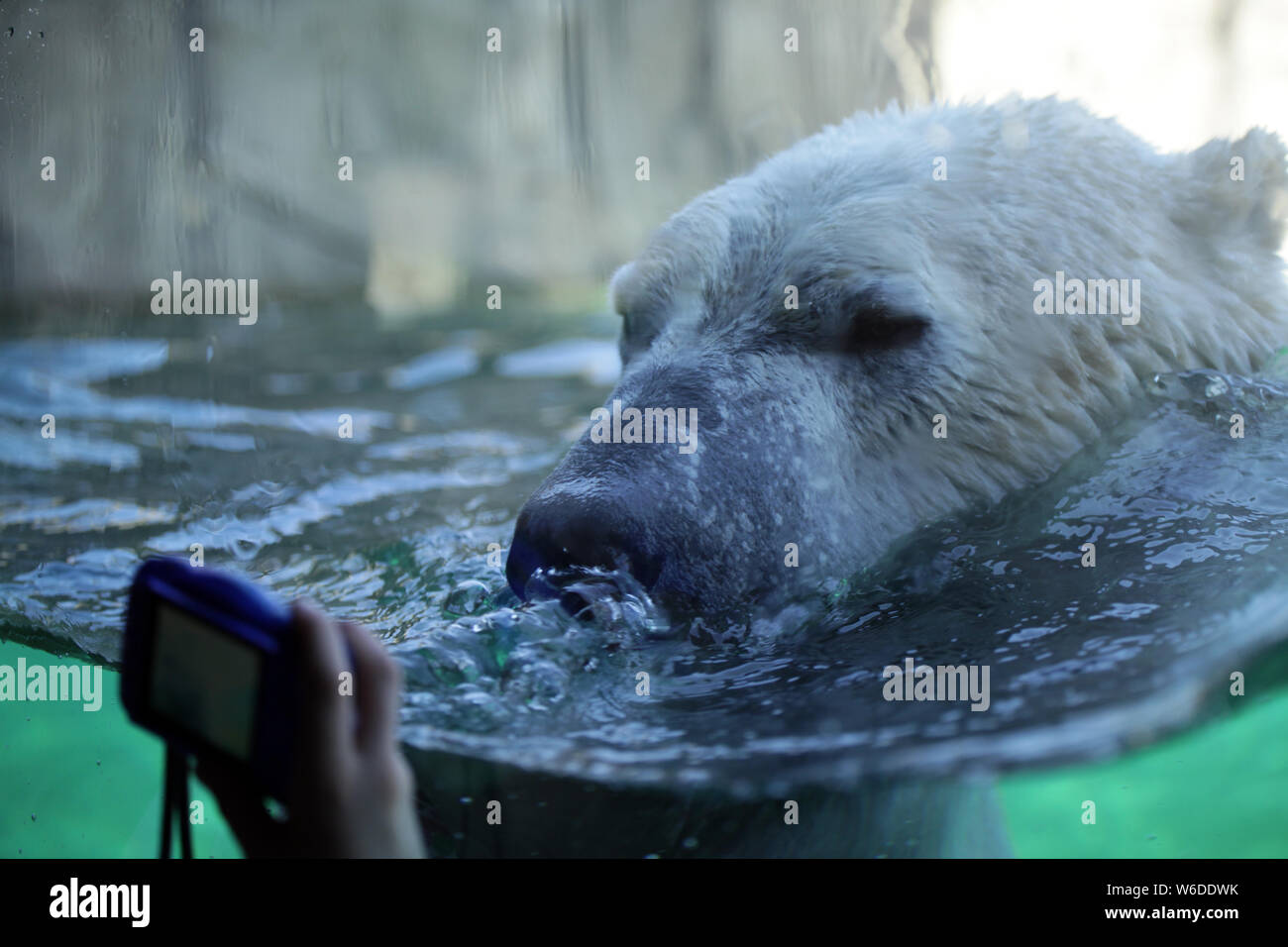 Un oso polar en cautiverio: ¿ayudan o impiden la conservación? ¿Fantástico Instagram post con imágenes de cierre contribuyen a nuestro entendimiento th Foto de stock