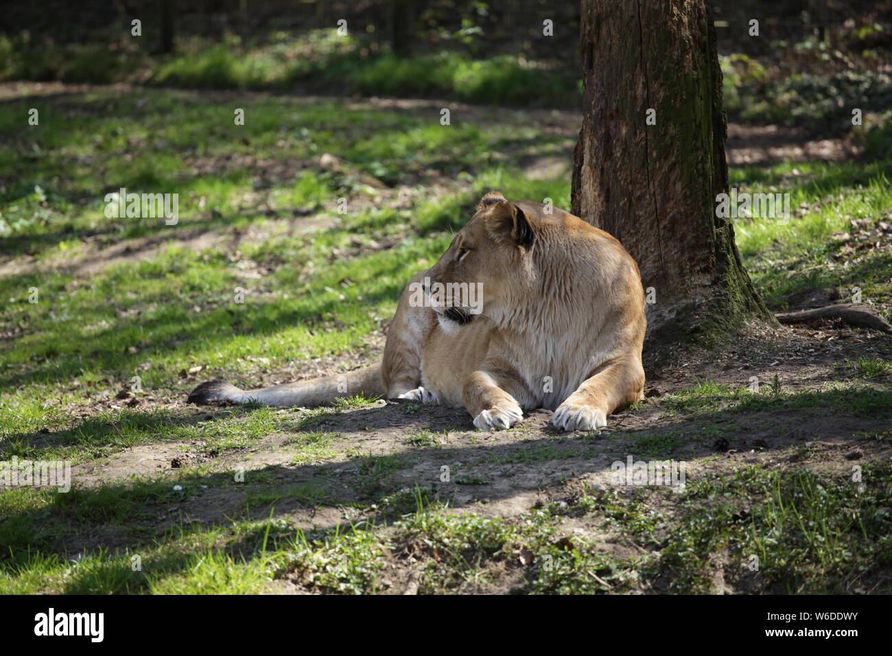 León Africano femenino acostado en la sombra. Foto de stock