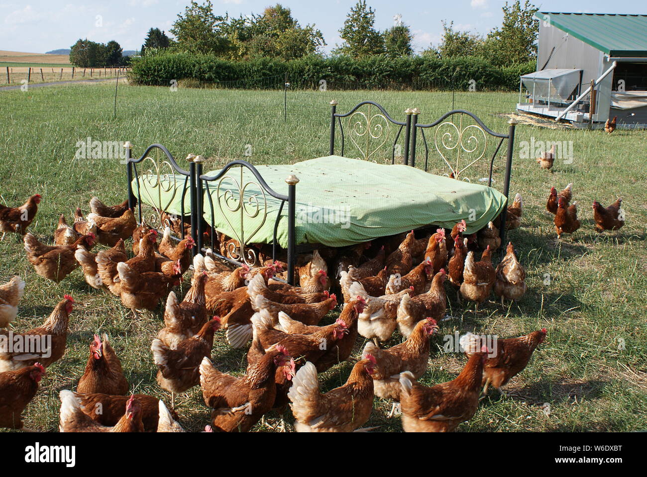 El intervalo libre de pollos se reúnen en su cama doble Foto de stock