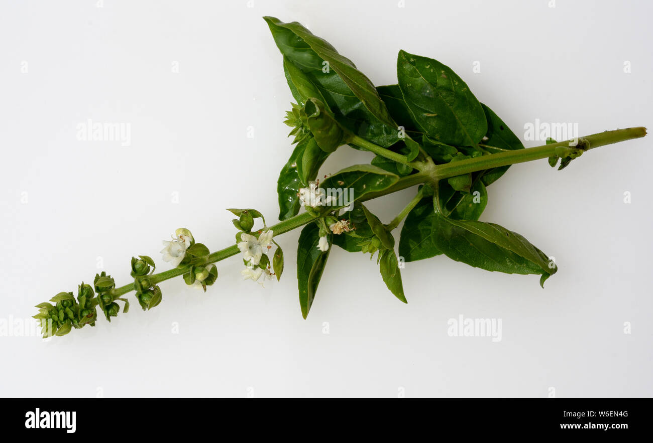 Basilikum, Ocimum basilicum,,, Kraeuter Heilpflanze Foto de stock