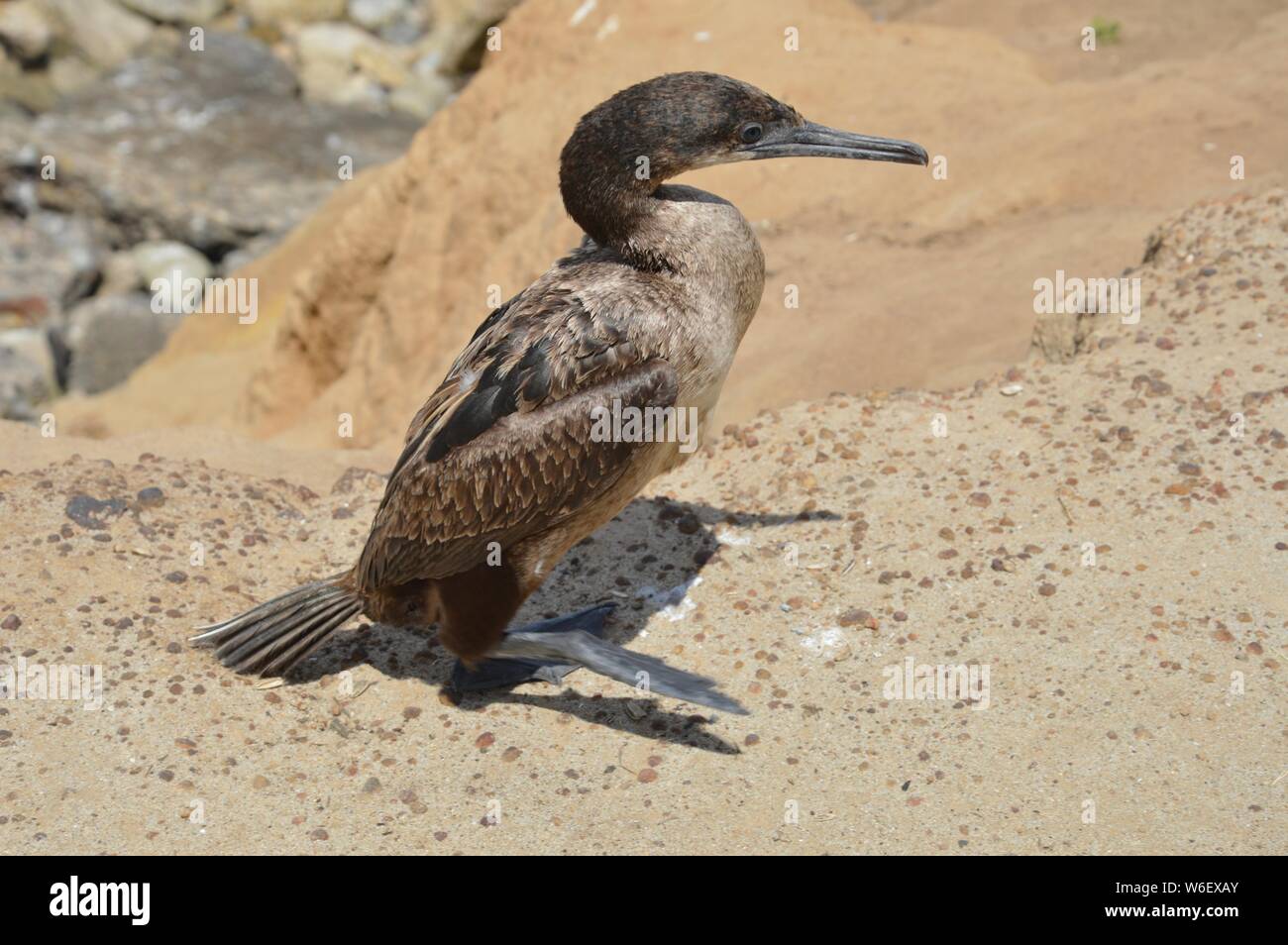 Pajaro Pelicano Marron Con Bebe Pajaro Pelicano Fotos E Imagenes De Stock Alamy
