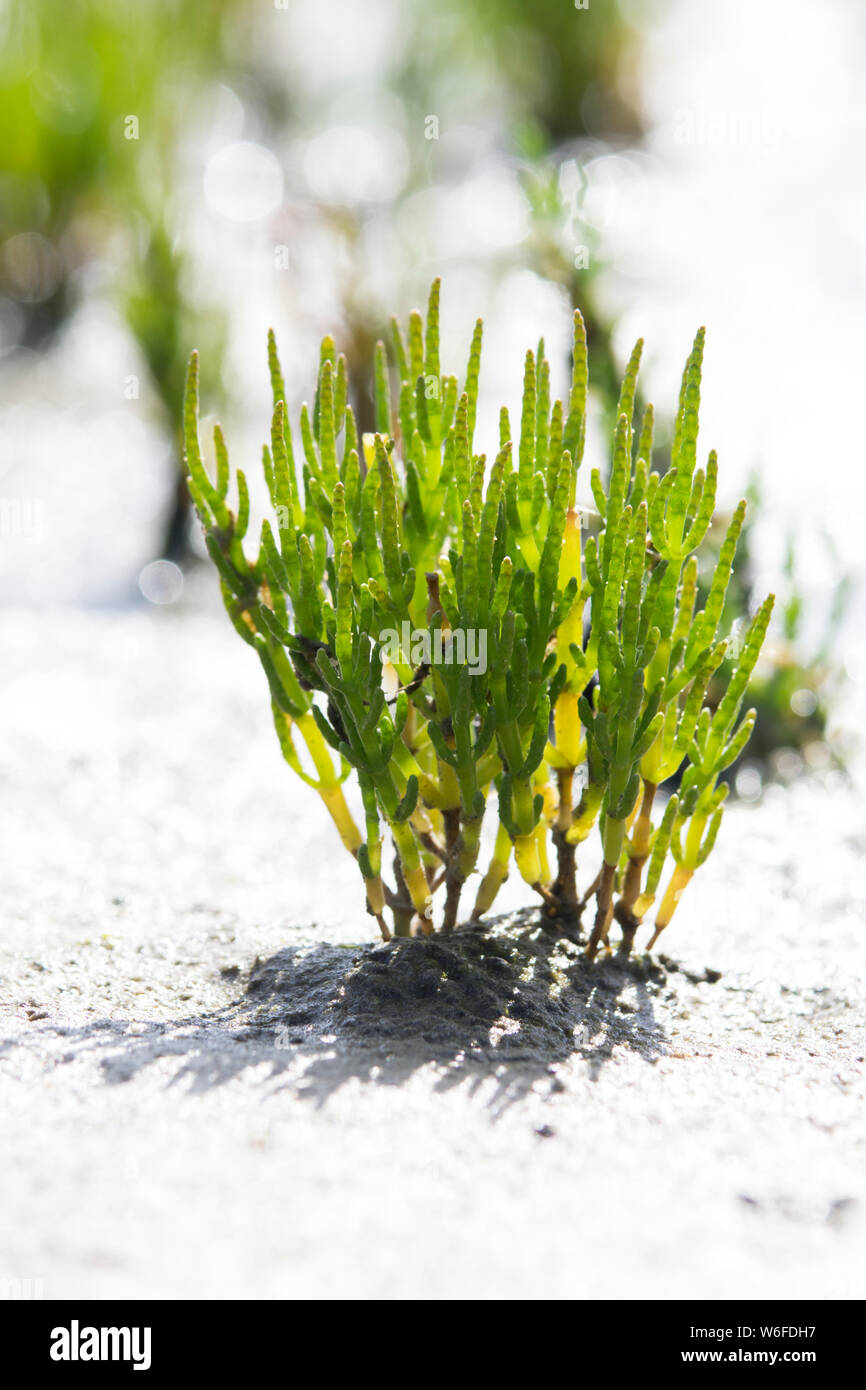 Planta Pinoneer en el mar de Wadden, queller Foto de stock