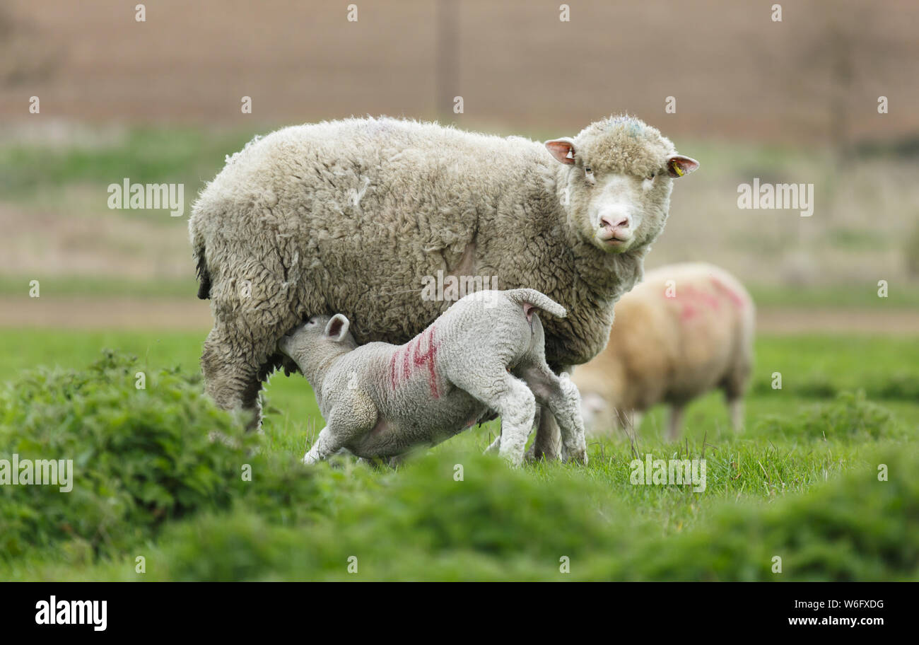 Cordero lechal cochinillo de leche de ovejas madres, REINO UNIDO Foto de stock