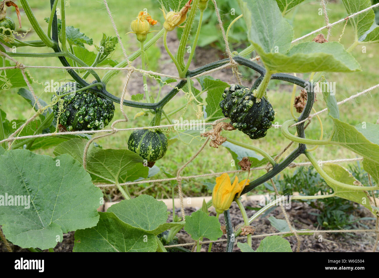 Verde oscuro Warted calabazas ornamentales siguen teniendo las las flores marchitas, crecen en vides puntiagudo Foto de stock