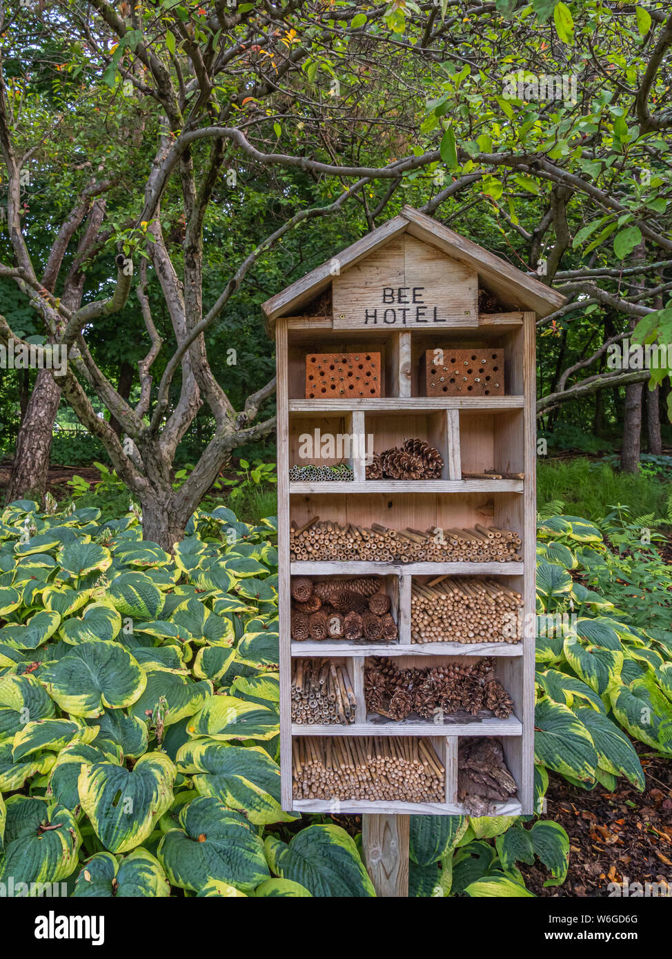 Un hotel", "abeja de madera con tubos y materiales naturales a la vivienda de abejas y de otros polinizadores en un jardín con verde y amarillo hostas y árboles pequeños Foto de stock