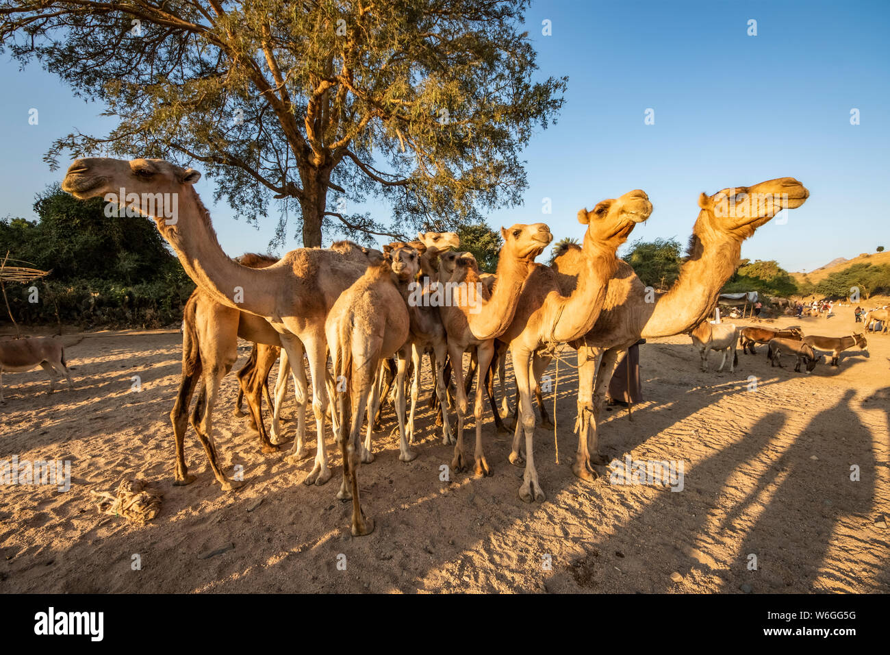 Camellos en el mercado de ganado del lunes; Keren, Región de Anseba, Eritrea Foto de stock