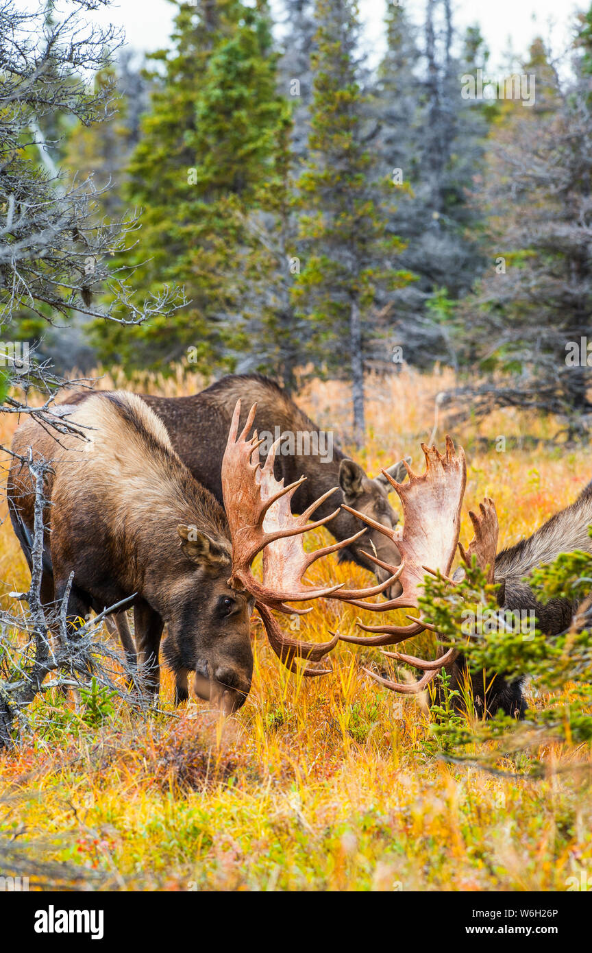 Dos alces grandes (Alces alces) están esparcidos en cepillo cerca de Powerline Pass en el Chugach State Park, cerca de Anchorage en el centro-sur de Alaska en... Foto de stock