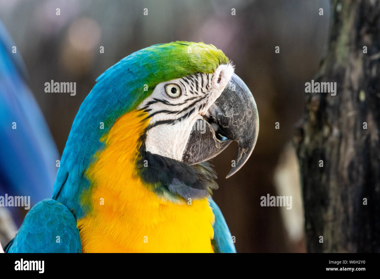 Colores rojo, amarillo y azul guacamayos en la Selva Atlántica bioma Foto de stock