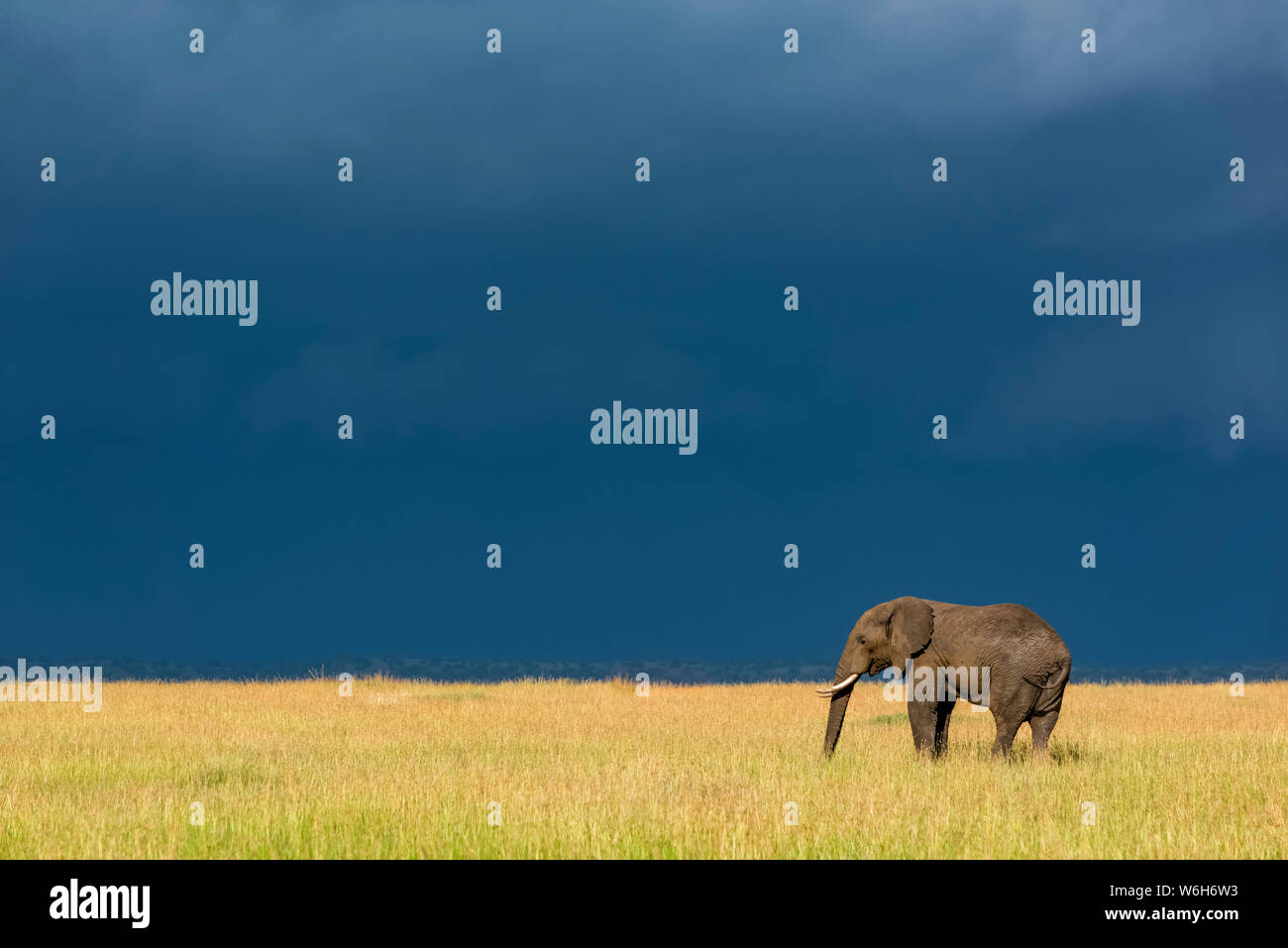 Bush elefante africano (Loxodonta africana) se encuentra en la hierba debajo de las nubes oscuras, Parque Nacional del Serengeti, Tanzania Foto de stock