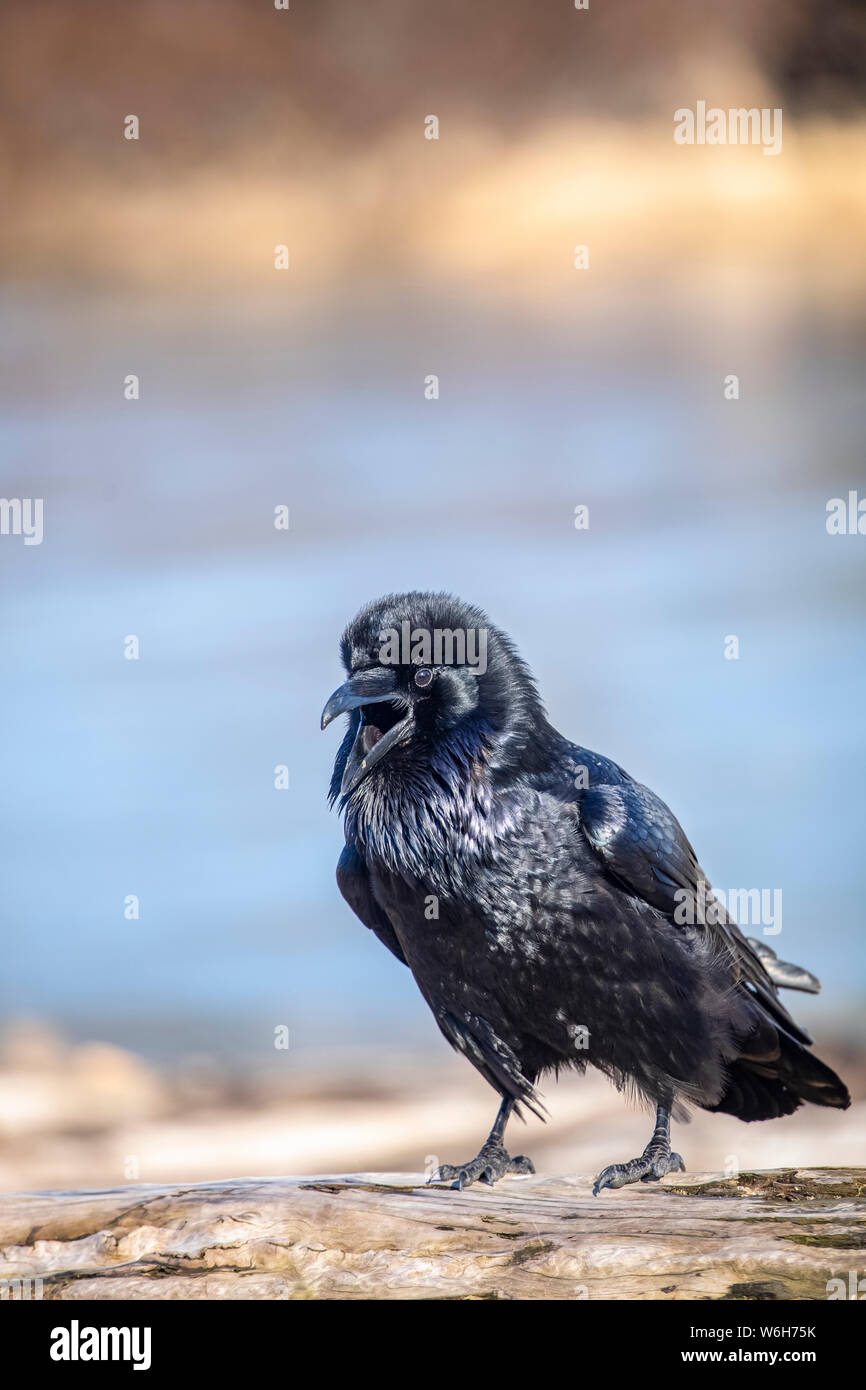 Un Raven con sus plumas brillando en la luz del sol se llena de nuevo con otro cuervo, Portage Valley, al sur de Anchorage Foto de stock