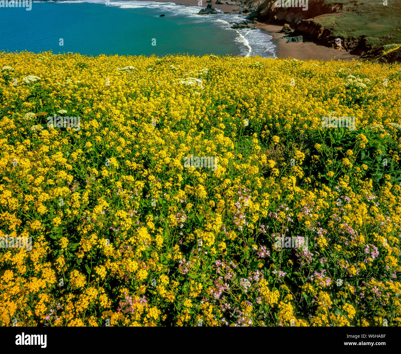 La mostaza silvestre, Sinapis arvensis, Rodeo Beach, Golden Gate National Recreation Area, Marin County, California Foto de stock
