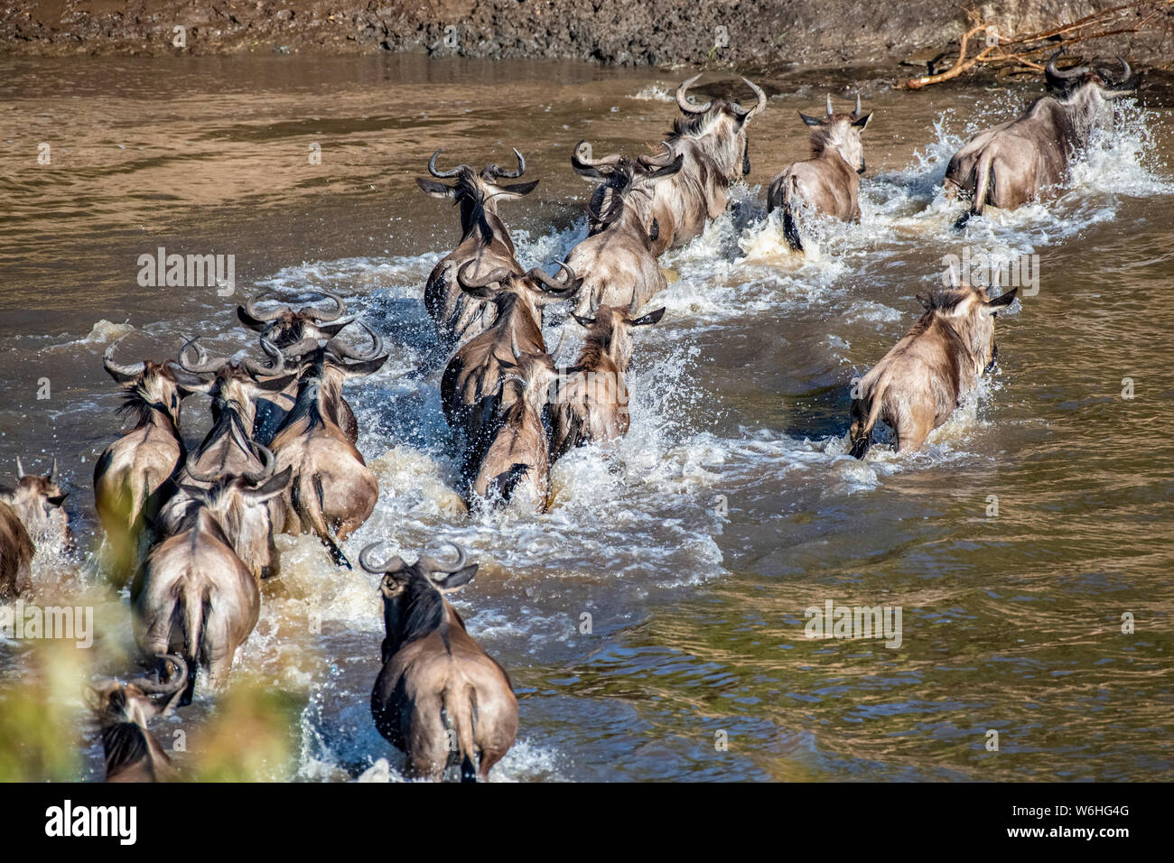 Los ñus (Connochaetes taurinus) chapotear por el río Mara, Parque Nacional del Serengeti, Tanzania Foto de stock