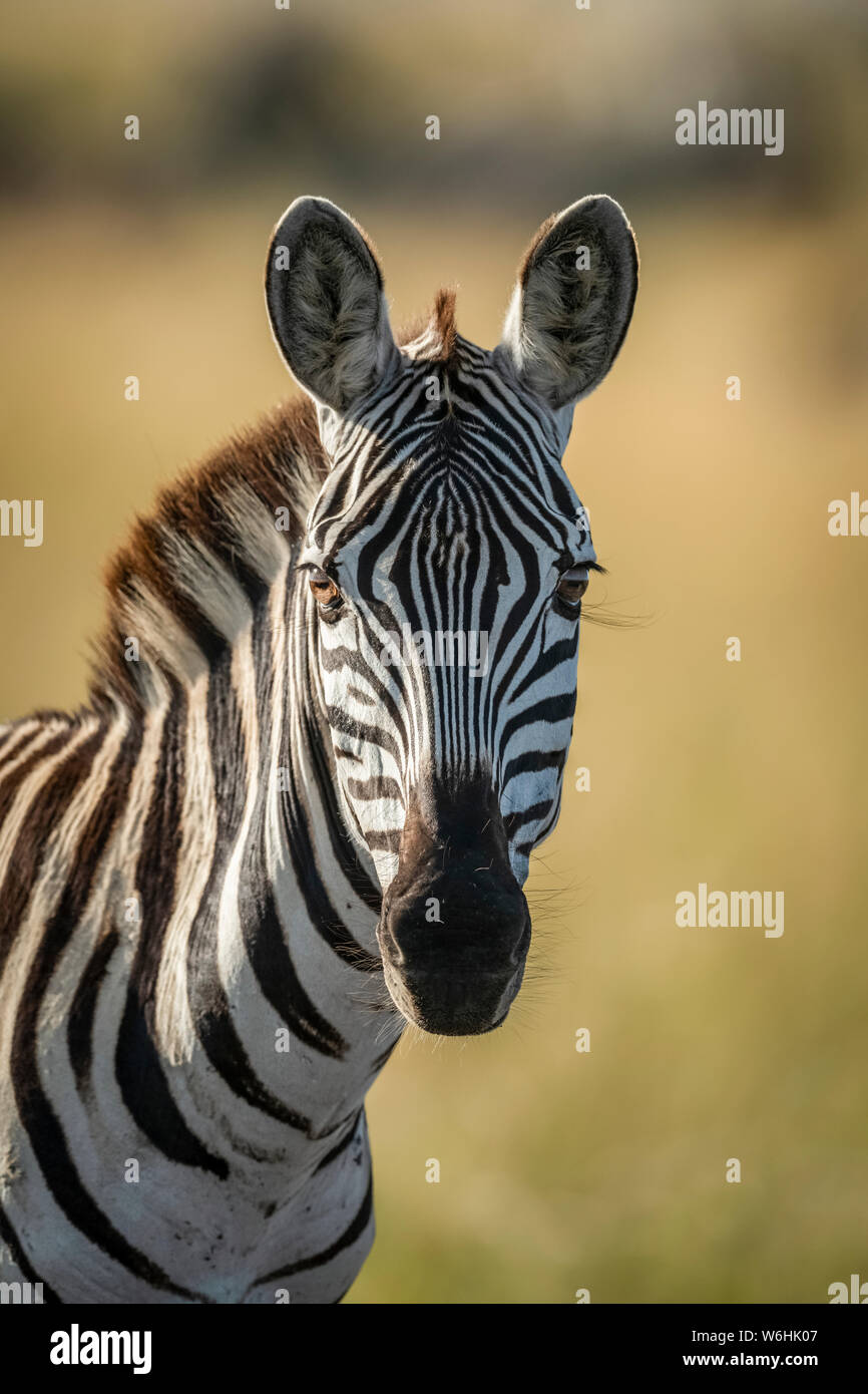Primer plano de las llanuras zebra (Equus quagga) mirando la cámara, Serengeti; Tanzania Foto de stock
